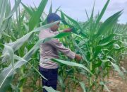 Kanit Bimas Polsek BP Peliung Dukung Program Pangan Nasional dengan Kontrol Perkembangan Tanaman Jagung