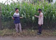 Pengecekan Ketahanan Pangan di Desa Tulung Sari: Polsek Belitang II Dukung Program Pemerintah