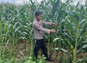 Kanit Bimas Polsek BP Peliung Dukung Program Pangan Nasional dengan Kontrol Pertumbuhan Jagung
