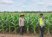 Polsek Belitang II Lakukan Pengecekan Ketahanan Pangan di Desa Purworejo