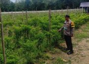 Polsek Belitang II Dukung Ketahanan Pangan dengan Kontrol Lahan Cabe di Toto Rejo
