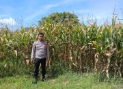 Polsek BP Peliung Dukung Ketahanan Pangan dengan Kontrol Lahan Jagung di Bandar Jaya