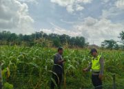 Polsek Belitang II Dukung Ketahanan Pangan dengan Kontrol Lahan Jagung di Kemuning Jaya