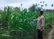 Polsek BP Peliung Lakukan Kontrol Pertumbuhan Jagung di Desa Negeri Pakuan