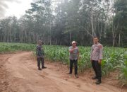 Polsek Belitang II Cek Lahan Ketahanan Pangan di Purworejo, Dukung Program Pemerintah