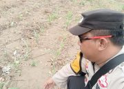 Bhabinkamtibmas DEDY IRAWAN Dukung Ketahanan Pangan di Srimulyo, Pantau Lahan Jagung Hibrida Amid Curah Hujan Tinggi