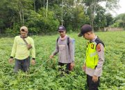 Bhabinkamtibmas HARDIANTO Dukung Ketahanan Pangan di Suka Jaya, Pantau Lahan Kacang Tanah