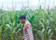Kanit Bimas BP Peliung Dukung Ketahanan Pangan, Cek Perkembangan Jagung