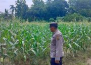 Anggota Polsek BP Peliung Lakukan Kontrol Perkembangan Tanaman Jagung di Desa Negeri Agung