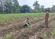 Polsek Belitang II Lakukan Pengecekan Ketahanan Pangan di Desa Sumber Jaya