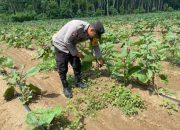 Polsek Belitang II Dukung Ketahanan Pangan dengan Pengecekan Lahan di Darmabuana