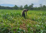 Bhabinkamtibmas BP Peliung Dukung Program Pangan Nasional