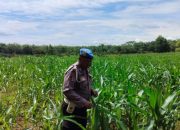 Kanit Prov BP Peliung Cek Perkembangan Jagung, Dukung Ketahanan Pangan