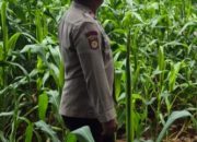 Kanit Bimas BP Peliung Cek Perkembangan Jagung, Dukung Ketahanan Pangan