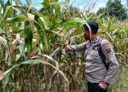 Kanit Bimas BP Peliung Cek Perkembangan Jagung, Dukung Ketahanan Pangan