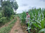 Bhabinkamtibmas BP Peliung Dukung Program Pangan Nasional di Desa Banu Mas