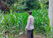Kasium BP Peliung Cek Perkembangan Jagung, Dukung Ketahanan Pangan