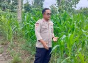 Anggota Polsek BP Peliung Kontrol Perkembangan Tanaman Jagung di Lahan Ketahanan Pangan