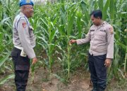 Kanit Prov BP Peliung Dukung Ketahanan Pangan, Cek Perkembangan Jagung