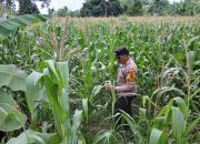 Bhabinkamtibmas BP Peliung Cek Perkembangan Jagung, Dukung Ketahanan Pangan