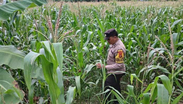 Bhabinkamtibmas BP Peliung Cek Perkembangan Jagung, Dukung Ketahanan Pangan