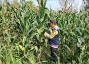 Bhabinkamtibmas BP Peliung Cek Perkembangan Jagung, Dukung Ketahanan Pangan di Desa Bantan