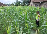 Polsek Belitang II Dukung Ketahanan Pangan, Cek Perkembangan Jagung di Desa Sugih Waras