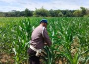 Kanit Prov BP Peliung Cek Perkembangan Jagung, Dukung Ketahanan Pangan