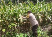 Bhabinkamtibmas BP Peliung Cek Perkembangan Jagung, Dukung Ketahanan Pangan