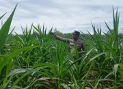 Kanit Bimas BP Peliung Cek Perkembangan Jagung, Dukung Ketahanan Pangan