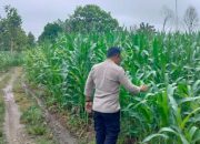 Aipda Priyo Anggota Polsek BP Peliung Dukung Program Pangan Nasional