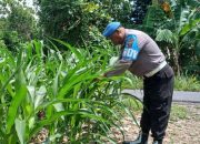 Kanit Provos BP Peliung Pantau Pertumbuhan Jagung di Banu Mas