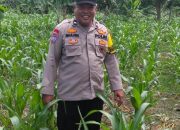 Bhabinkamtibmas BP Peliung Pantau Pertumbuhan Jagung di Negeri Agung