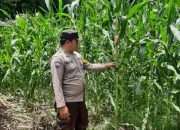 Bhabinkamtibmas BP Peliung Pantau Pertumbuhan Jagung di Bantan