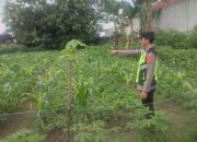 Polsek Belitang II Dukung Ketahanan Pangan di Desa Toto Rejo