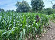 Bhabinkamtibmas Polsek BP Peliung Dukung Program Pangan Nasional