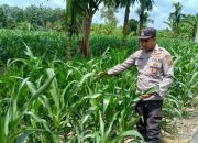 Kanit Bimas BP Peliung Lakukan Kontrol Perkembangan Jagung
