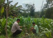 Polsek Belitang II Lakukan Pengecekan Ketahanan Pangan di Desa Sumber Makmur