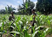 Bhabinkamtibmas BP Peliung Dukung Program Pangan Nasional