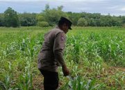 Polsek BP Peliung Dukung Ketahanan Pangan : Himbau Masyarakat Manfaatkan Lahan Kosong