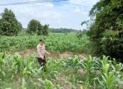 Bhabinkamtibmas BP Peliung Dukung Program Pangan Nasional