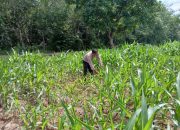 Aipda Faryadin Kanitt Bimas Polsek BP Peliung Dukung Program Pangan Nasional