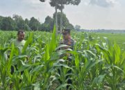 Kapolsek BP Peliung Dukung Program Pangan Nasional dengan Kontrol Pertumbuhan Jagung