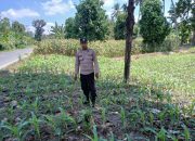 Kanit Binmas BP Peliung Cek Perkembangan Jagung, Dukung Ketahanan Pangan