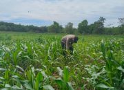 Anggota Polsek BP Peliung Cek Perkembangan Jagung, Dukung Ketahanan Pangan