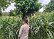 Bhabinkamtibmas BP Peliung Pantau Pertumbuhan Jagung di Pulau Negara