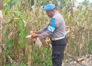 Kanit Provos BP Peliung Dukung Program Pangan Nasional