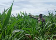 Polsek BP Peliung Dukung Ketahanan Pangan dengan Kontrol Lahan Jagung