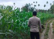 Polsek BP Peliung Lakukan Kontrol Ketahanan Pangan di Banu Mas