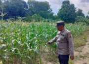 Anggota Polsek BP Peliung Kontrol Perkembangan Tanaman Jagung di Lahan Ketahanan Pangan